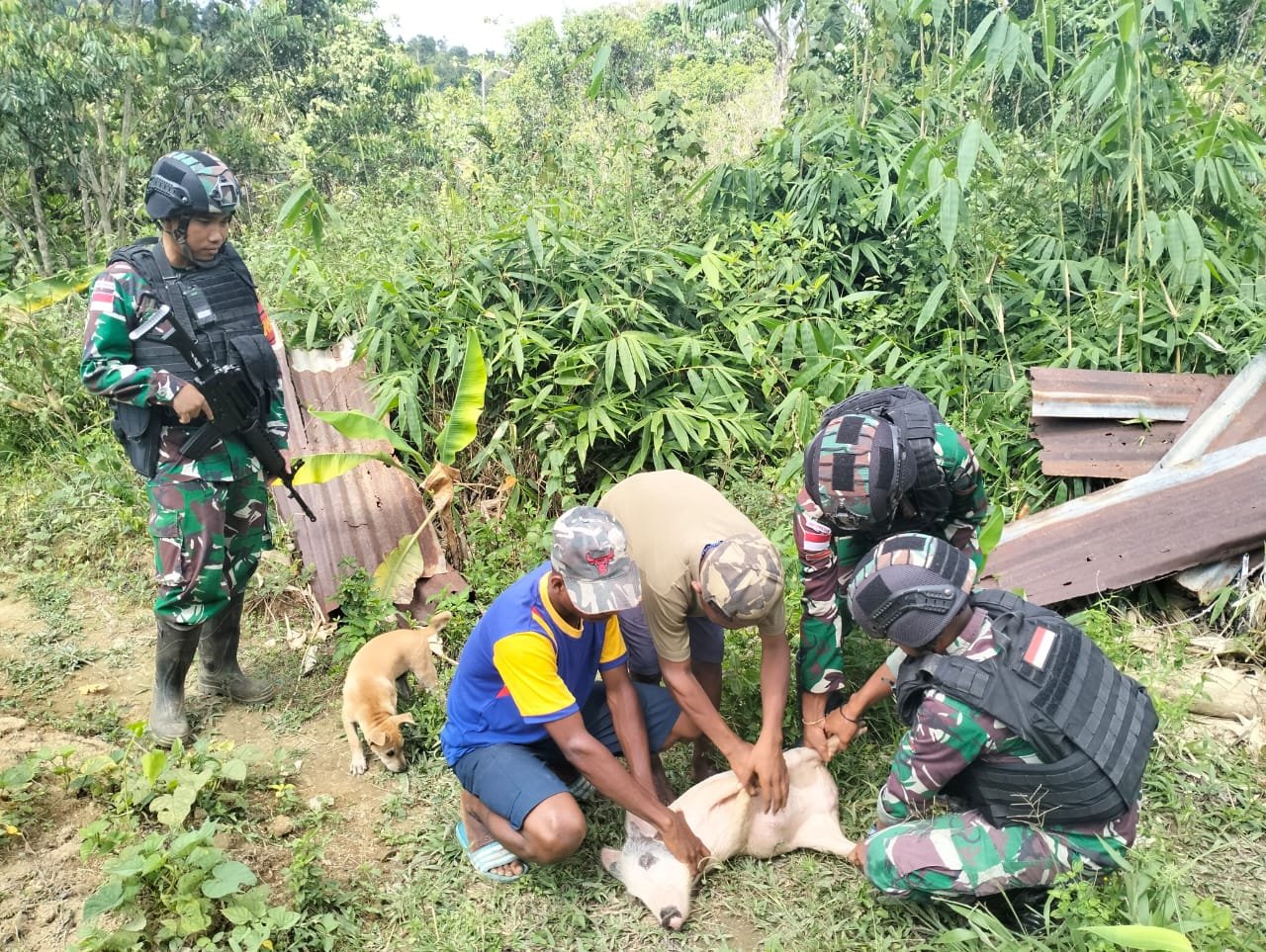 Satgas Yonif 310/KK Lakukan Pendampingan Terhadap Warga Perbatasan Dalam Berternak Babi 4 WhatsApp Image 2024 09 11 at 10.59.14