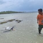 Penemuan Mayat di Pinggir Pantai Dusun Tembang Desa Buddhi Kec. Arjasa Kab Sumenep. 3 WhatsApp Image 2024 12 21 at 18.02.16