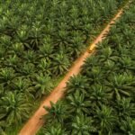 Kejaksaan Agung Serahkan Lahan Sawit Hasil Sitaan Kasus Korupsi Duta Palma kepada BUMN 2 6194adcbbd9b6