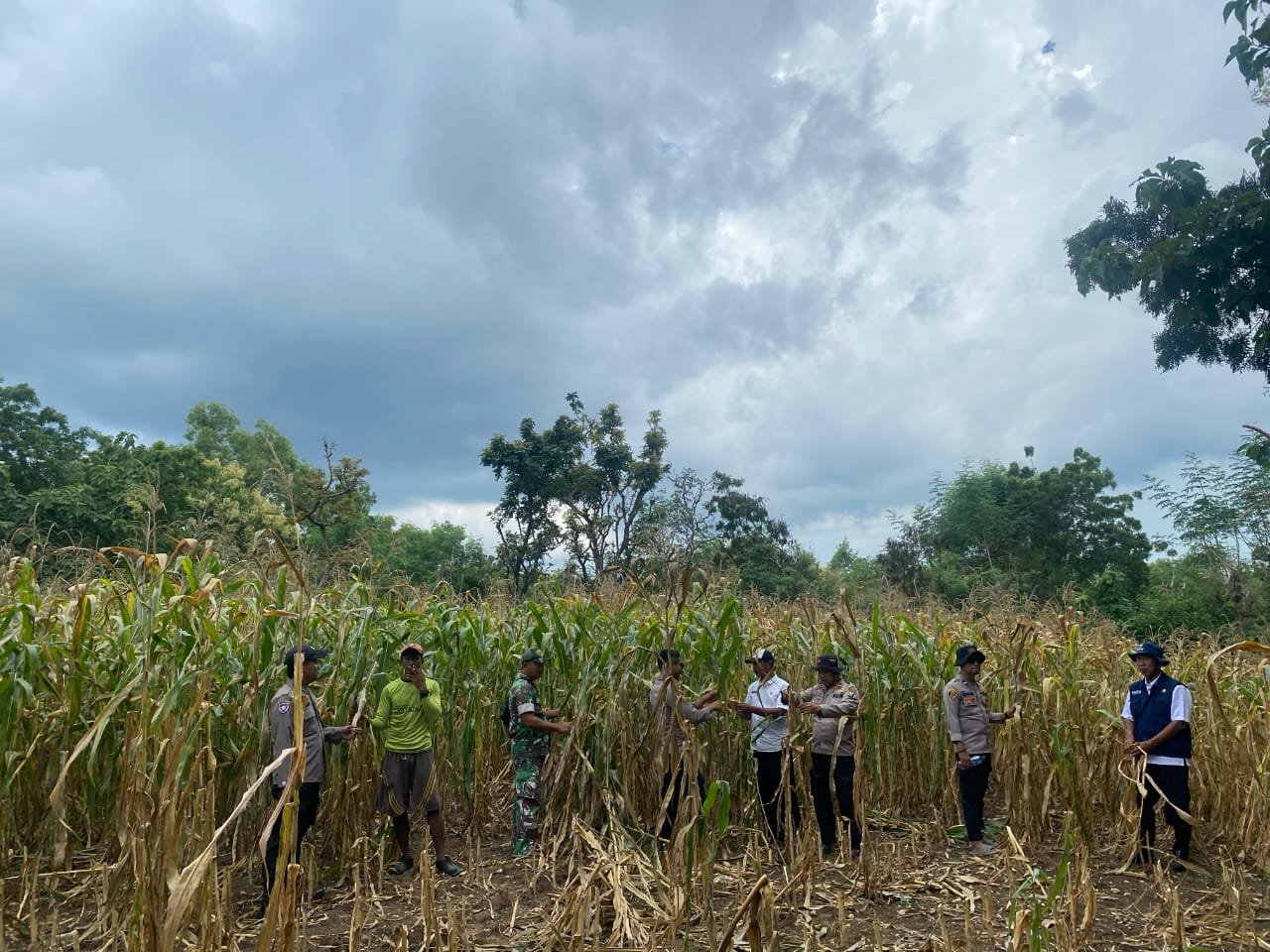 Polsek Sapudi dan Koramil Monitoring Tanaman Jagung di Desa Prambanan, Dukung Ketahanan Pangan Nasional 3 61a246d2 7671 4419 9acd 90be6df1f441