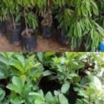 Dana Pengadaan Bibit Kelompok Tani di Desa Buniwangi Diduga Disalahgunakan oleh Oknum Kepala Desa 3 d00fbc09 9138 42af b269 6bc28072e224