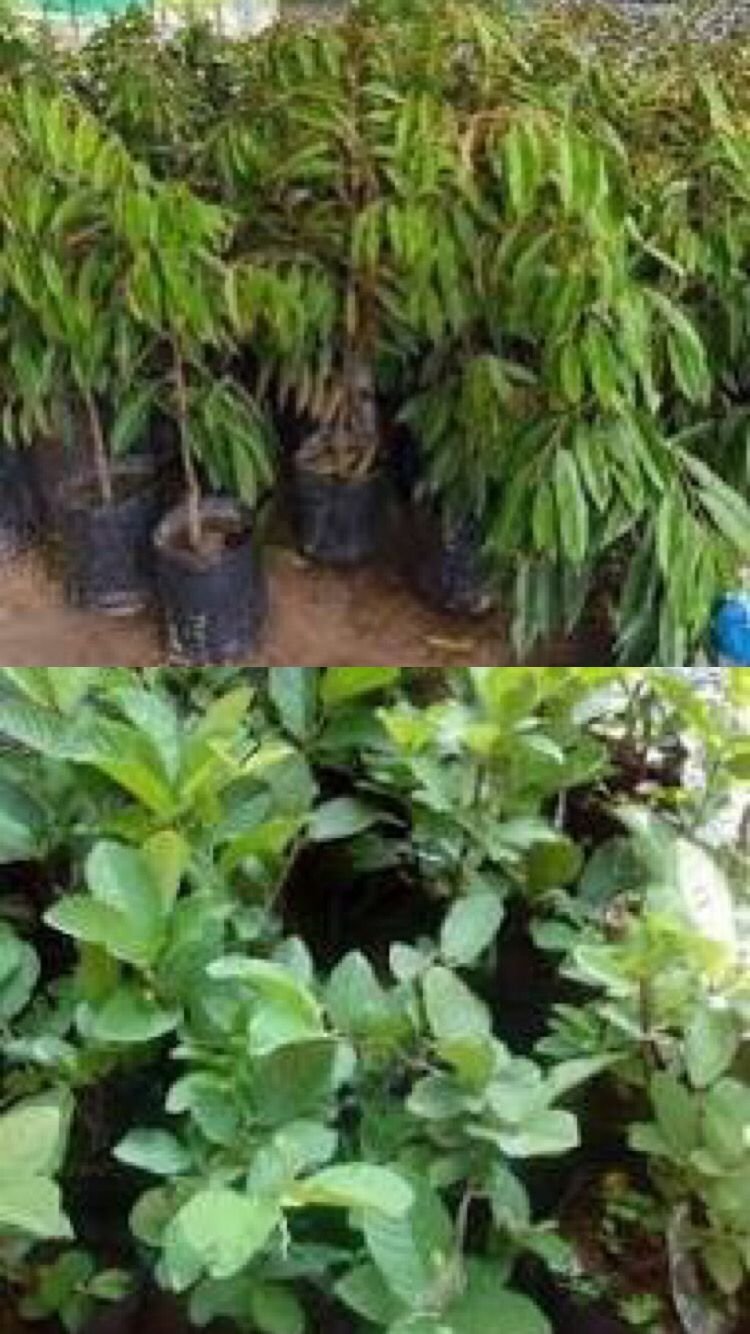 Dana Pengadaan Bibit Kelompok Tani di Desa Buniwangi Diduga Disalahgunakan oleh Oknum Kepala Desa 9 d00fbc09 9138 42af b269 6bc28072e224