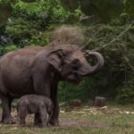 kelahiran bayi gajah sumatera di riau 1 169