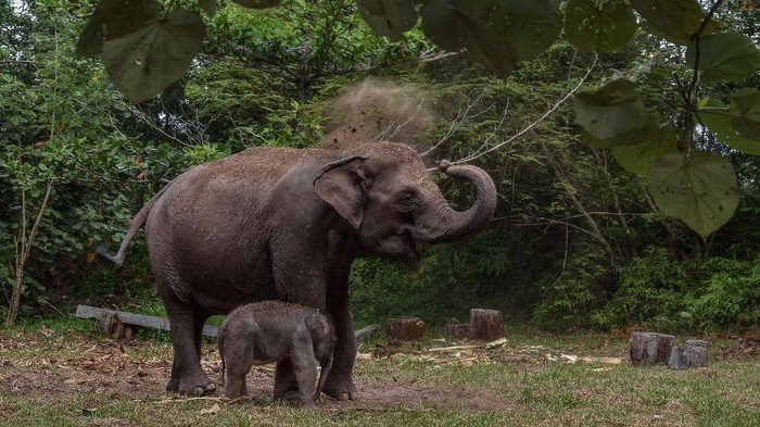 kelahiran bayi gajah sumatera di riau 1 169