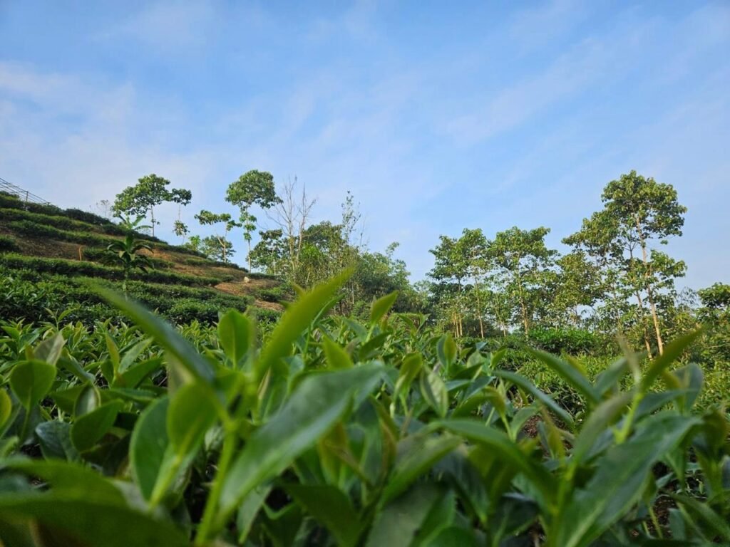 WhatsApp Image 2025 07 07 at 10.13.43 bd52b1e6