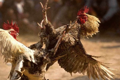 Screenshot 2025 12 02 182201