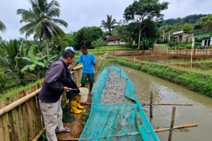 BUMDes Karya Mandiri Citamiang Panen Perdana Lele, Bukti Nyata Ketahanan Pangan Desa 3 WhatsApp Image 2025 12 25 at 08.46.47 1