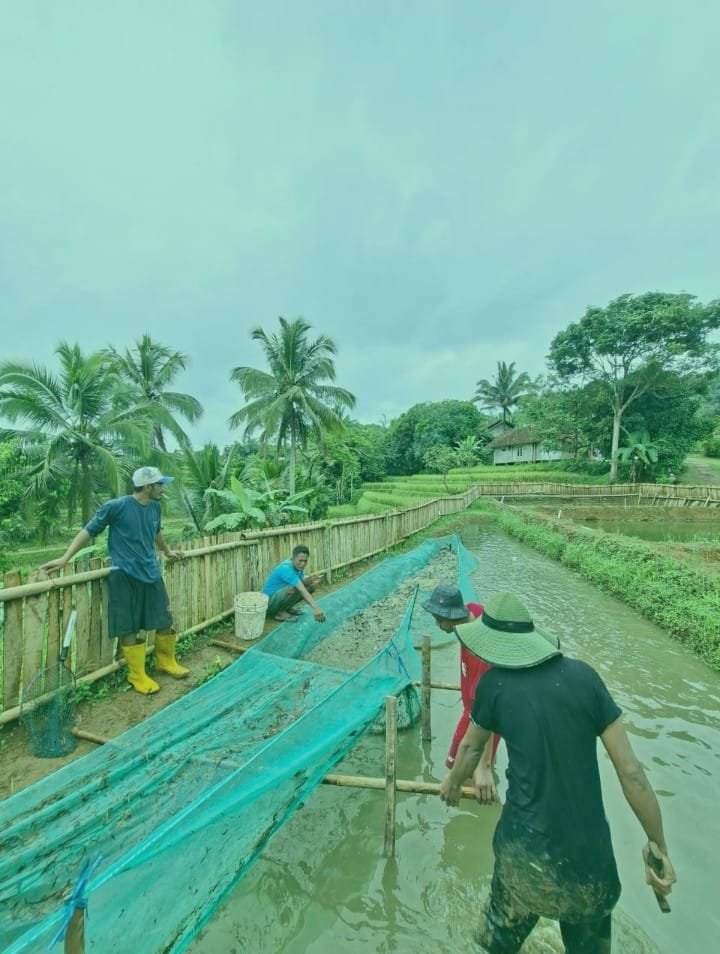BUMDes Karya Mandiri Citamiang Panen Perdana Lele, Bukti Nyata Ketahanan Pangan Desa 2 WhatsApp Image 2025 12 25 at 08.49.28