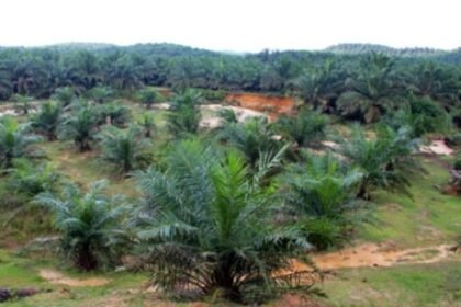 Larangan Sawit di Jawa Barat Dinilai Krusial Jaga Ekologi, IPB Ingatkan Risiko Ekonomi Petani Sukabumi 10 WhatsApp Image 2026 01 05 at 11.24.48