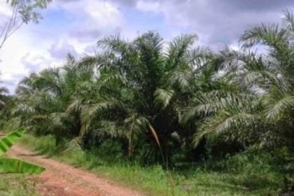 Sawit Tanpa Izin Diversifikasi dan HGU Tak Diperpanjang Dinilai Rugikan Negara, Warga Sukabumi Desak Program TORA 4 WhatsApp Image 2026 01 23 at 7.04.44 PM