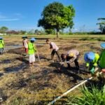 Wujud Nyata Dukung Ketahanan Pangan, Kanit Binmas Polsek Gapura Turun Tanam Jagung 2 WhatsApp Image 2026 04 22 at 5.44.52 PM