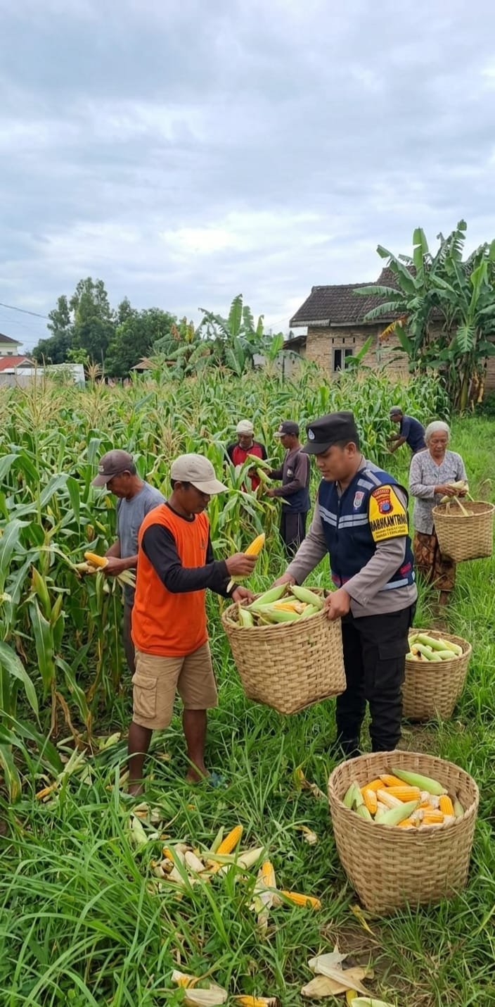 Dukung Swasembada Pangan, Bhabinkamtibmas Desa Torbang Panen Jagung Bersama Petani 1 WhatsApp Image 2026 05 19 at 15.46.25 1