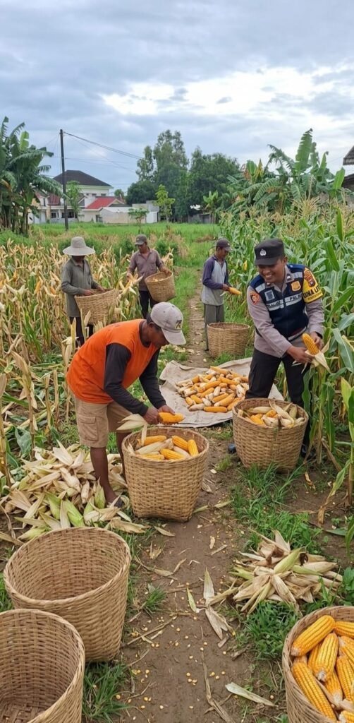 Dukung Swasembada Pangan, Bhabinkamtibmas Desa Torbang Panen Jagung Bersama Petani 2 WhatsApp Image 2026 05 19 at 15.46.25