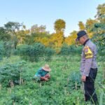 Polsek Saronggi Dukung Ketahanan Pangan Nasional, Bhabinkamtibmas Desa Tanah Merah Pantau Lahan Pertanian Warga 4 WhatsApp Image 2026 06 11 at 10.35.59 1