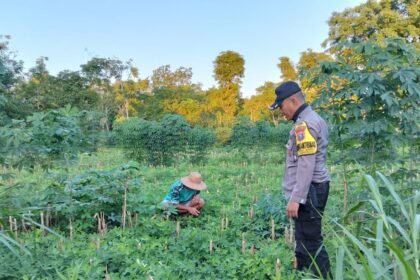 Polsek Saronggi Dukung Ketahanan Pangan Nasional, Bhabinkamtibmas Desa Tanah Merah Pantau Lahan Pertanian Warga 27 WhatsApp Image 2026 06 11 at 10.35.59 1
