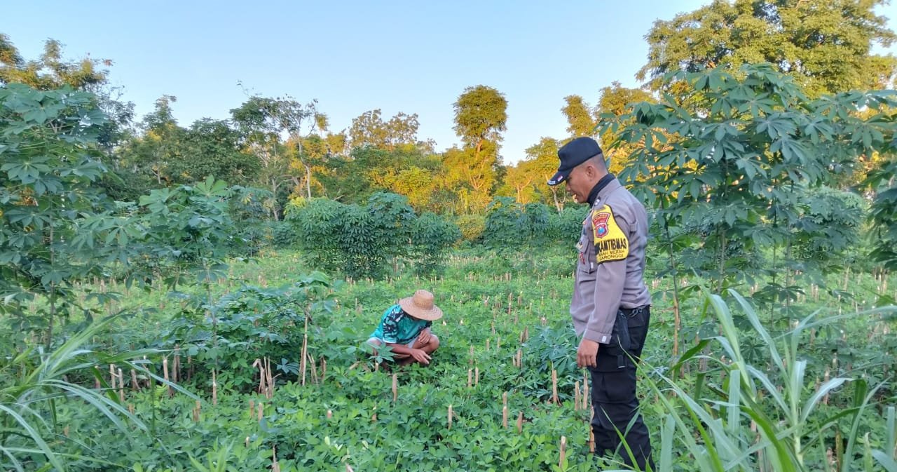 Polsek Saronggi Dukung Ketahanan Pangan Nasional, Bhabinkamtibmas Desa Tanah Merah Pantau Lahan Pertanian Warga 1 WhatsApp Image 2026 06 11 at 10.35.59 1