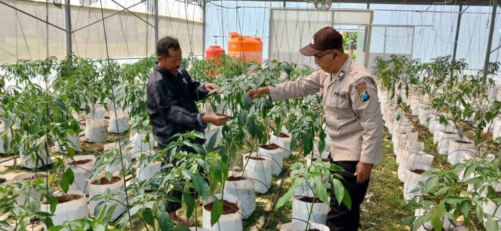 Polsek Batuputih Perkuat Ketahanan Pangan Nasional, Dampingi Petani Cabai Kelola Pertanian Modern di Greenhouse 2 WhatsApp Image 2026 06 11 at 12.51.02