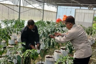 Polsek Batuputih Perkuat Ketahanan Pangan Nasional, Dampingi Petani Cabai Kelola Pertanian Modern di Greenhouse 6 WhatsApp Image 2026 06 11 at 12.51.03 1