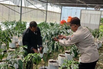 Polsek Batuputih Perkuat Ketahanan Pangan Nasional, Dampingi Petani Cabai Kelola Pertanian Modern di Greenhouse 26 WhatsApp Image 2026 06 11 at 12.51.03 1