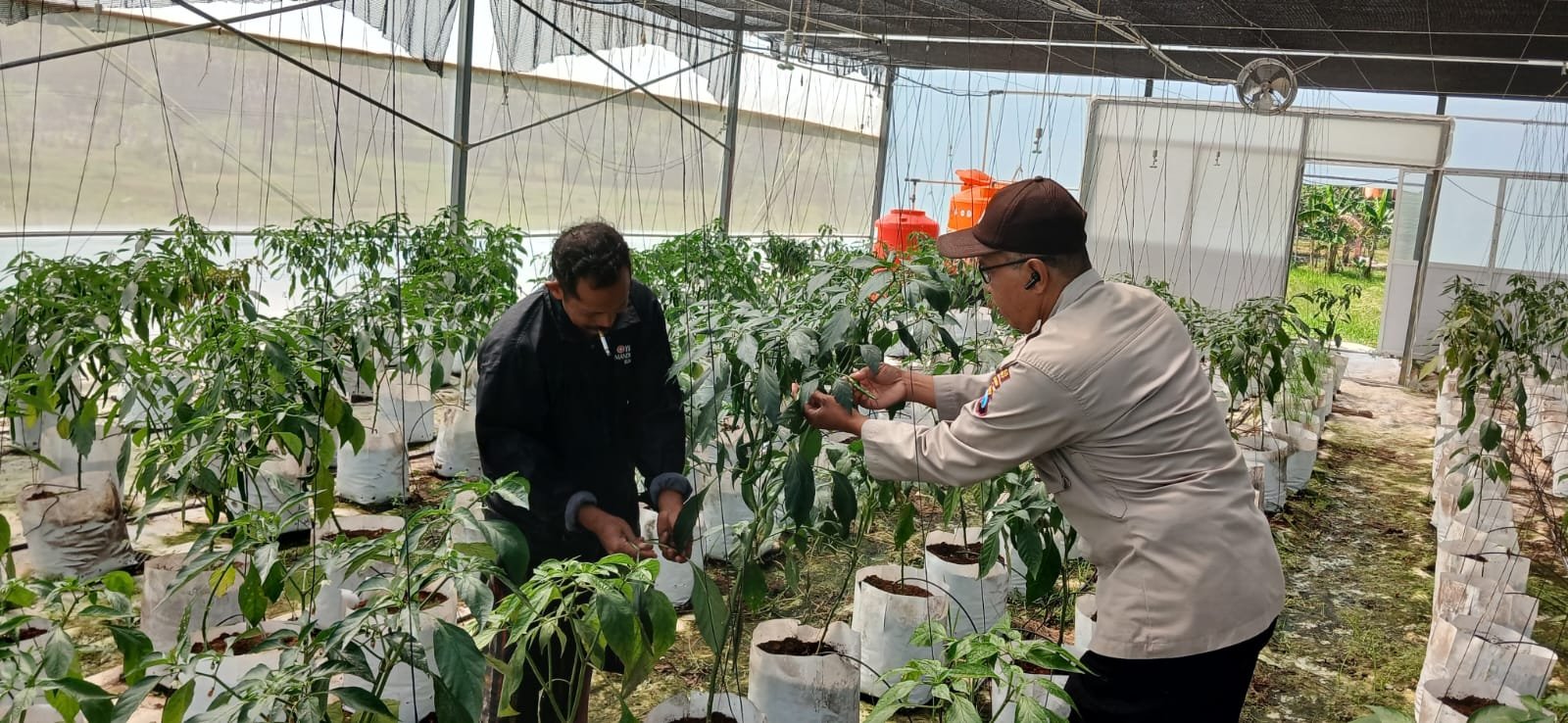 Polsek Batuputih Perkuat Ketahanan Pangan Nasional, Dampingi Petani Cabai Kelola Pertanian Modern di Greenhouse 1 WhatsApp Image 2026 06 11 at 12.51.03 1