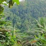 KORSA Dukung Tegas Langkah DPRD Sukabumi Tertibkan Perizinan Perkebunan Sawit, negara dan rakyat di rugikan pemegang HGU 2 WhatsApp Image 2026 06 13 at 4.54.57 PM