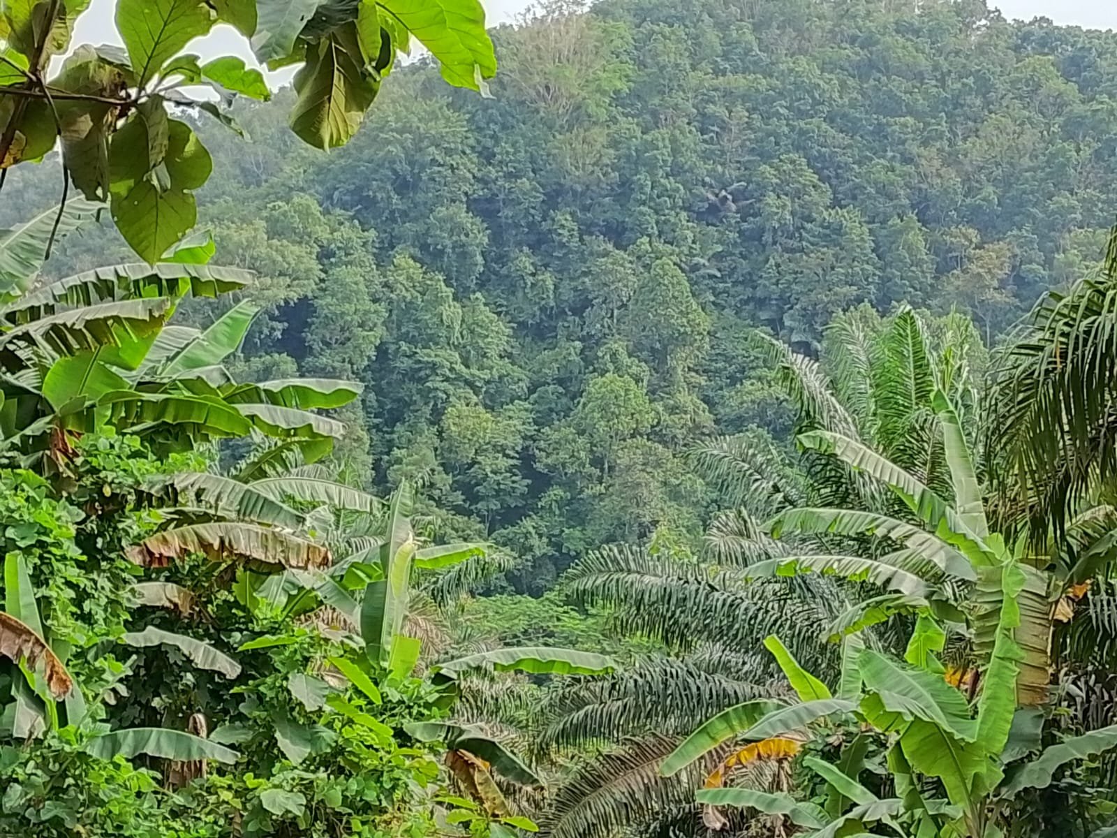 KORSA Dukung Tegas Langkah DPRD Sukabumi Tertibkan Perizinan Perkebunan Sawit, negara dan rakyat di rugikan pemegang HGU 1 WhatsApp Image 2026 06 13 at 4.54.57 PM