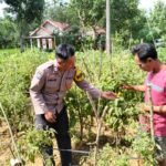 Polsek Rubaru Dukung Ketahanan Pangan Nasional Melalui Pemantauan Budidaya Tomat Program Pekarangan Pangan Bergizi (P2B) 5 WhatsApp Image 2026 06 18 at 09.20.54