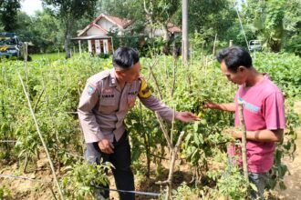 Polsek Rubaru Dukung Ketahanan Pangan Nasional Melalui Pemantauan Budidaya Tomat Program Pekarangan Pangan Bergizi (P2B) 6 WhatsApp Image 2026 06 18 at 09.20.54