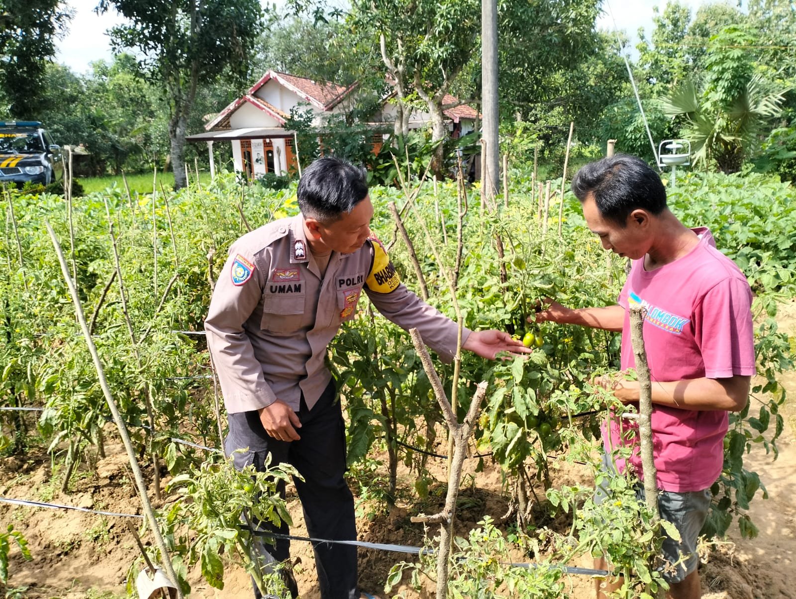 Polsek Rubaru Dukung Ketahanan Pangan Nasional Melalui Pemantauan Budidaya Tomat Program Pekarangan Pangan Bergizi (P2B) 1 WhatsApp Image 2026 06 18 at 09.20.54