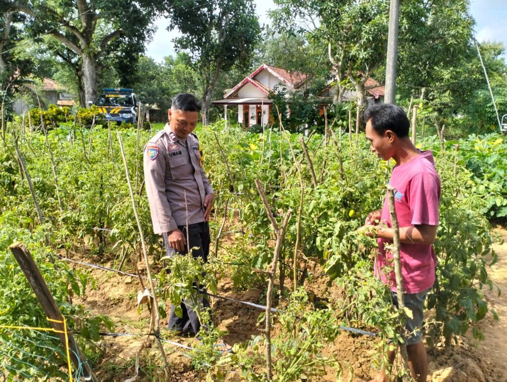 Polsek Rubaru Dukung Ketahanan Pangan Nasional Melalui Pemantauan Budidaya Tomat Program Pekarangan Pangan Bergizi (P2B) 2 WhatsApp Image 2026 06 18 at 09.20.55